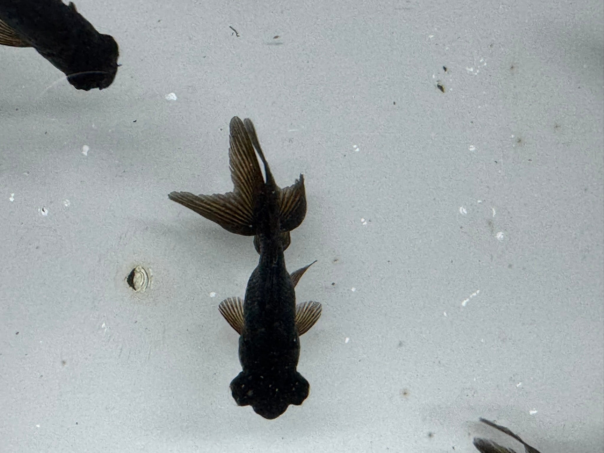 Black Moor 5 - 6cm Chinese Fancy Goldfish - Newlyn - pets - Newlyn - pets - 