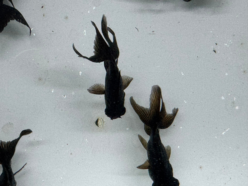 Black Moor 5 - 6cm Chinese Fancy Goldfish - Newlyn - pets - Newlyn - pets - 