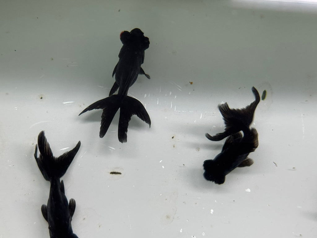 Black Moor 5 - 6cm Chinese Fancy Goldfish - Newlyn - pets - Newlyn - pets - 