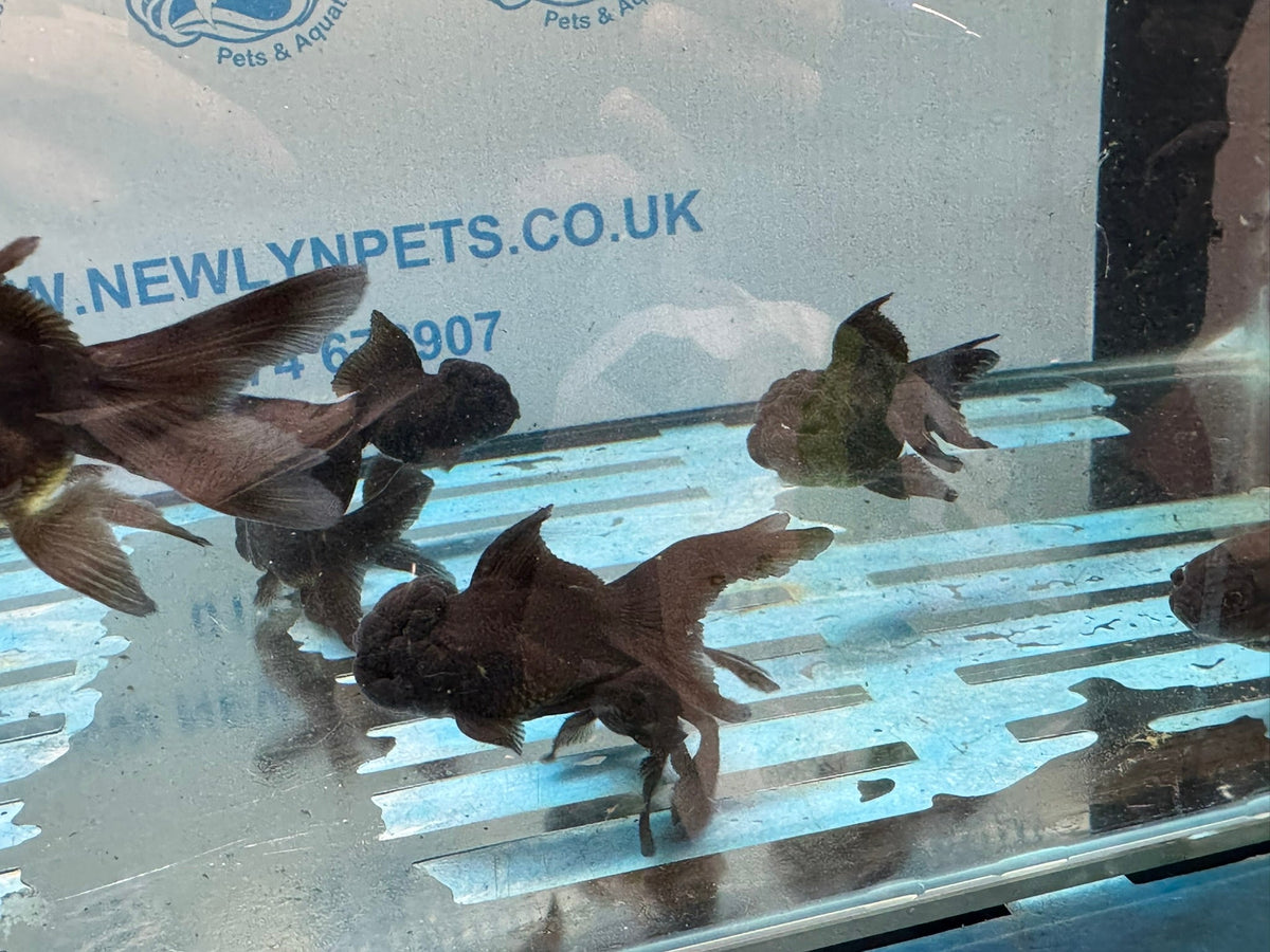 Black Oranda 7-8cm Chinese Fancy Goldfish - Newlyn-pets - Newlyn-pets - 