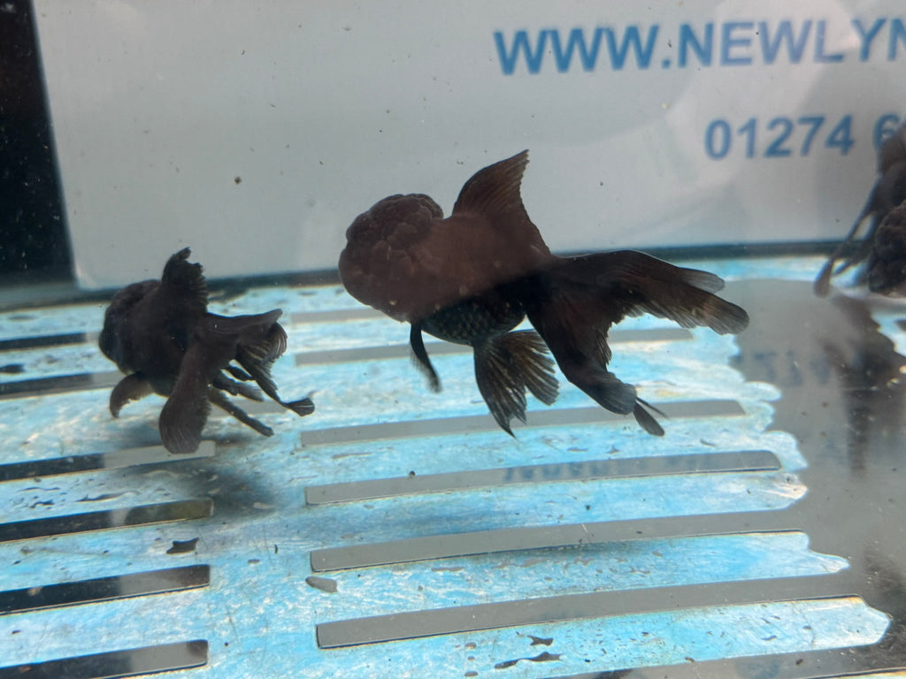 Black Oranda 7-8cm Chinese Fancy Goldfish - Newlyn-pets - Newlyn-pets - 