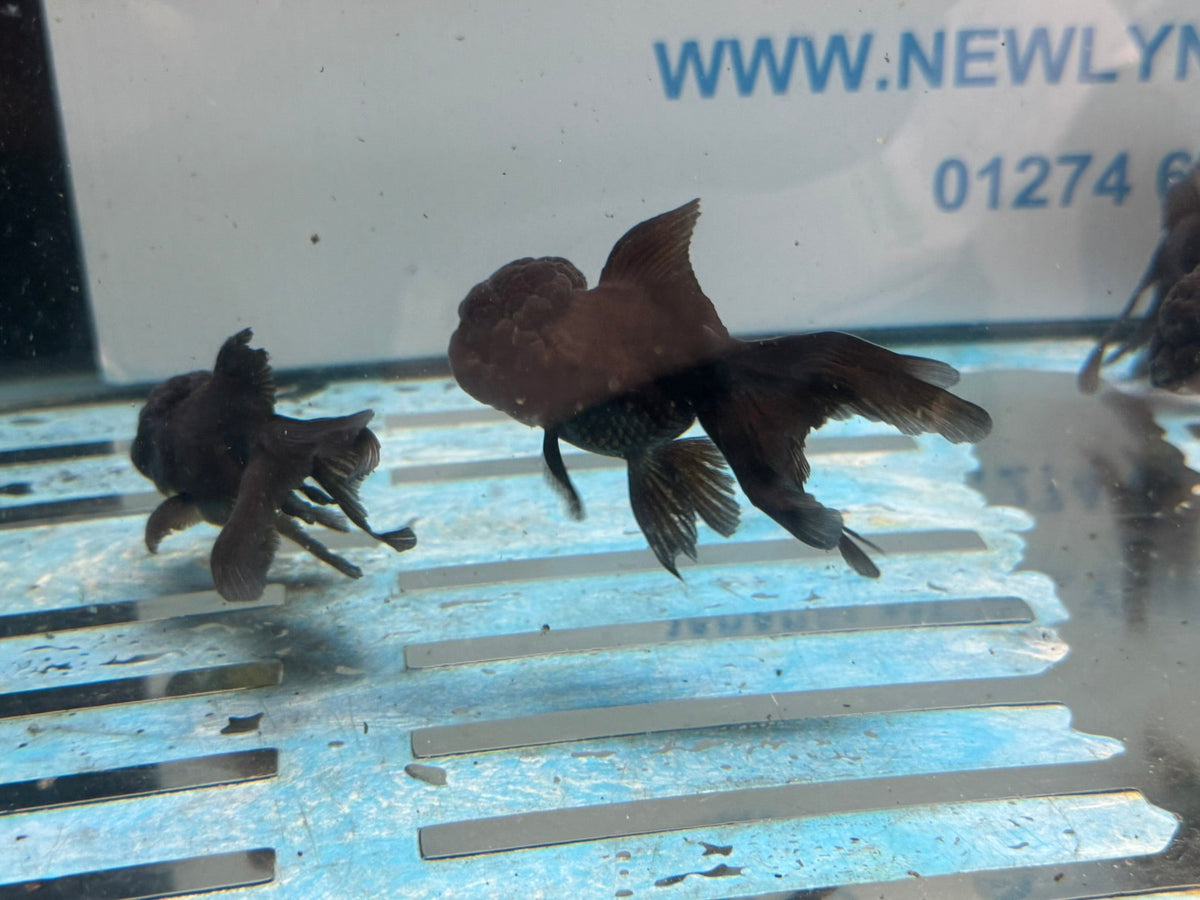 Black Oranda 7-8cm Chinese Fancy Goldfish - Newlyn-pets - Newlyn-pets - 