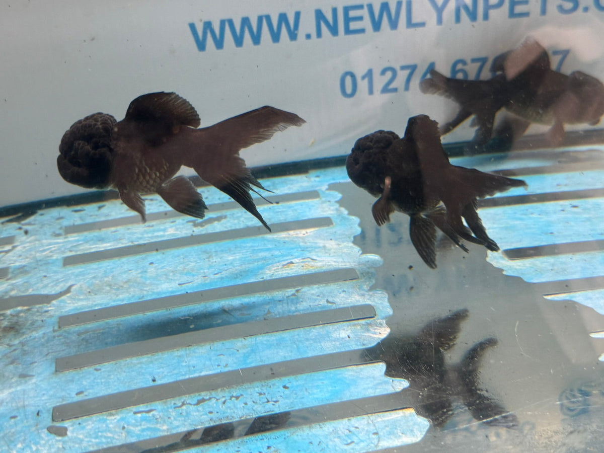 Black Oranda 7-8cm Chinese Fancy Goldfish - Newlyn-pets - Newlyn-pets - 