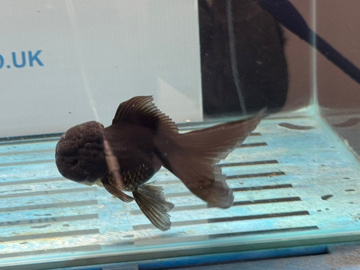 Black Oranda 8-9cm Chinese Fancy Goldfish - Newlyn-pets - Newlyn-pets - 