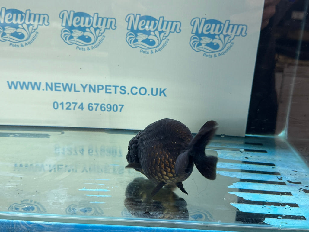 Black Ranchu 14 - 15cm Fancy Goldfish - Newlyn - pets - Newlyn - pets - 