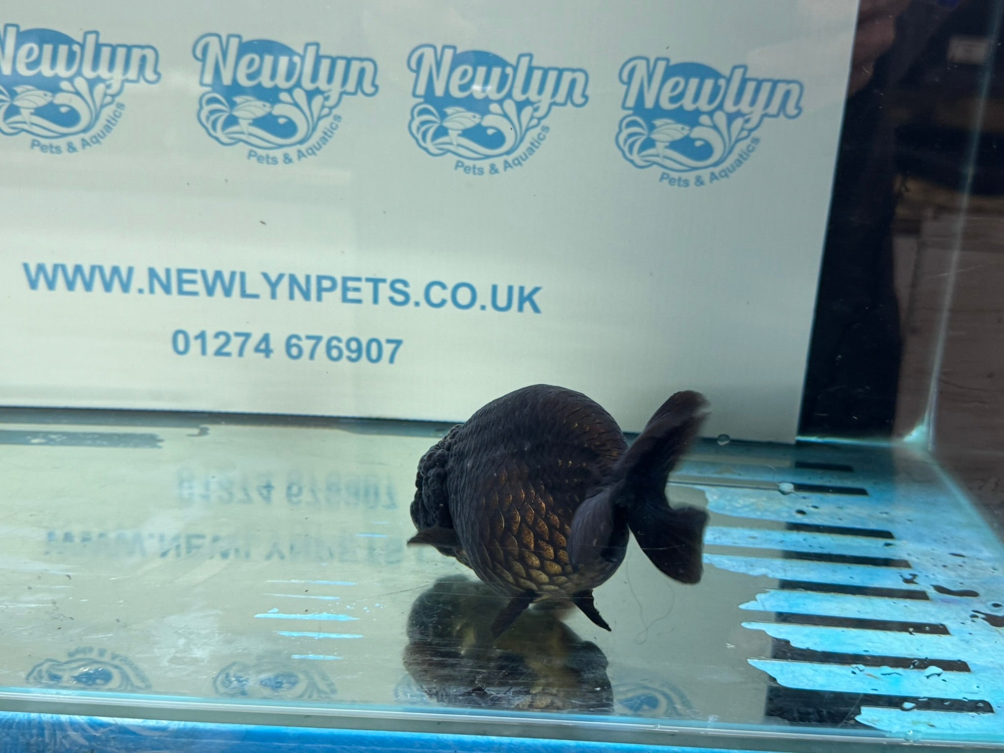 Black Ranchu 14 - 15cm Fancy Goldfish - Newlyn - pets - Newlyn - pets - 