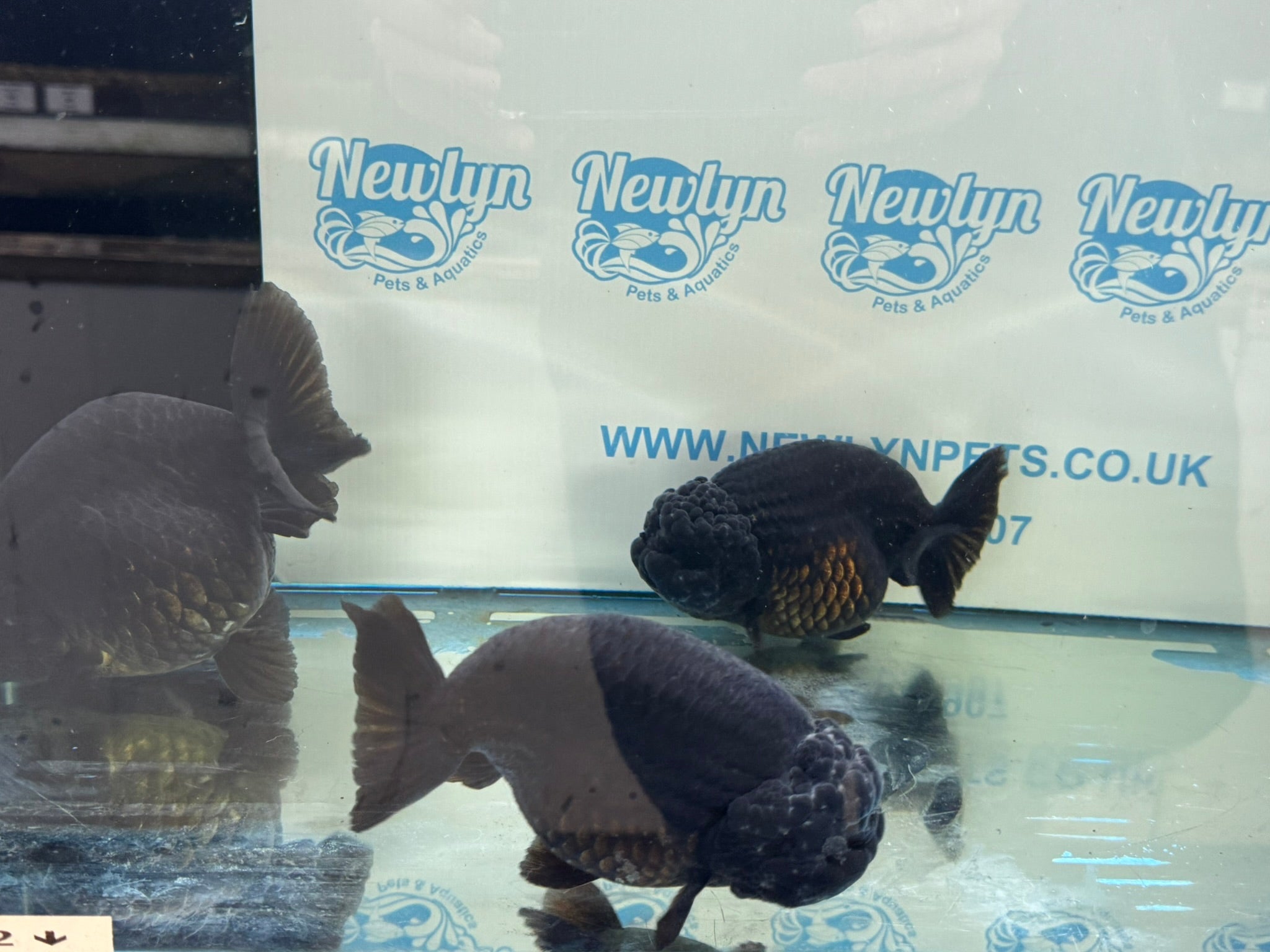 Black Ranchu 14 - 15cm Fancy Goldfish - Newlyn - pets - Newlyn - pets - 