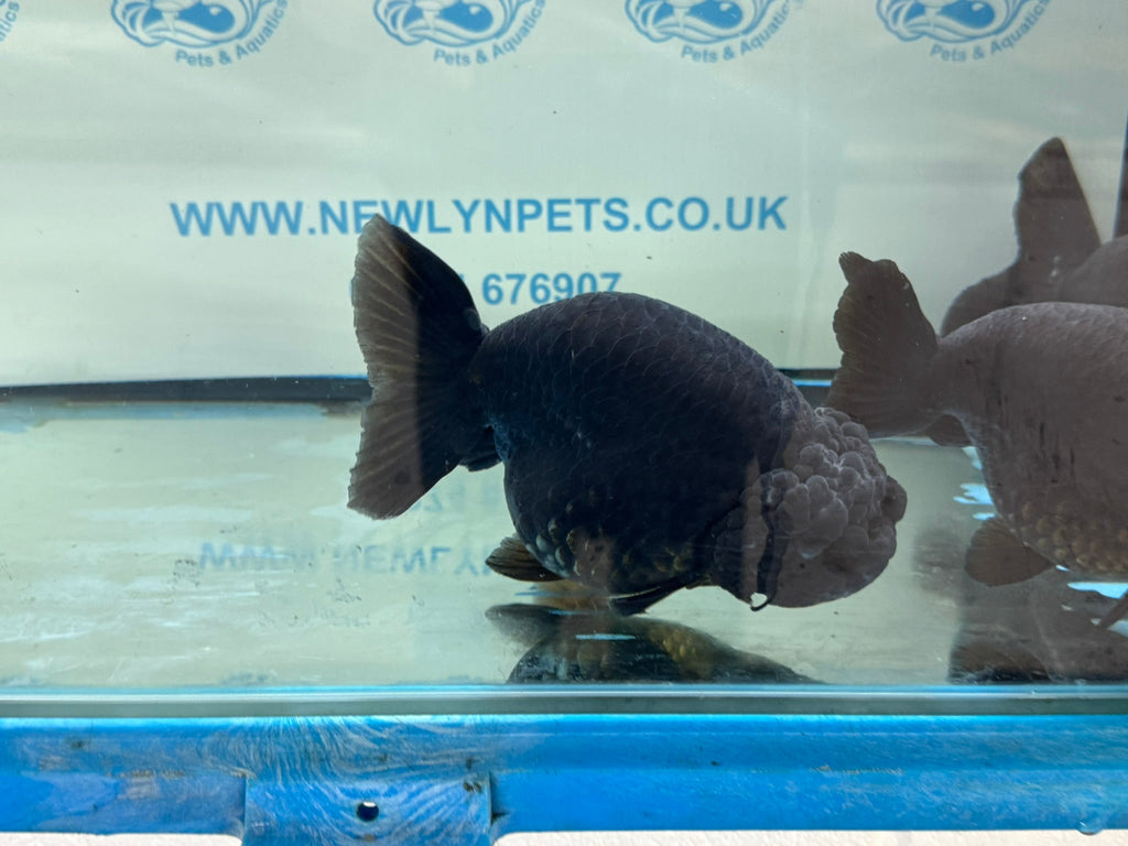 Black Ranchu 14 - 15cm Fancy Goldfish - Newlyn - pets - Newlyn - pets - 