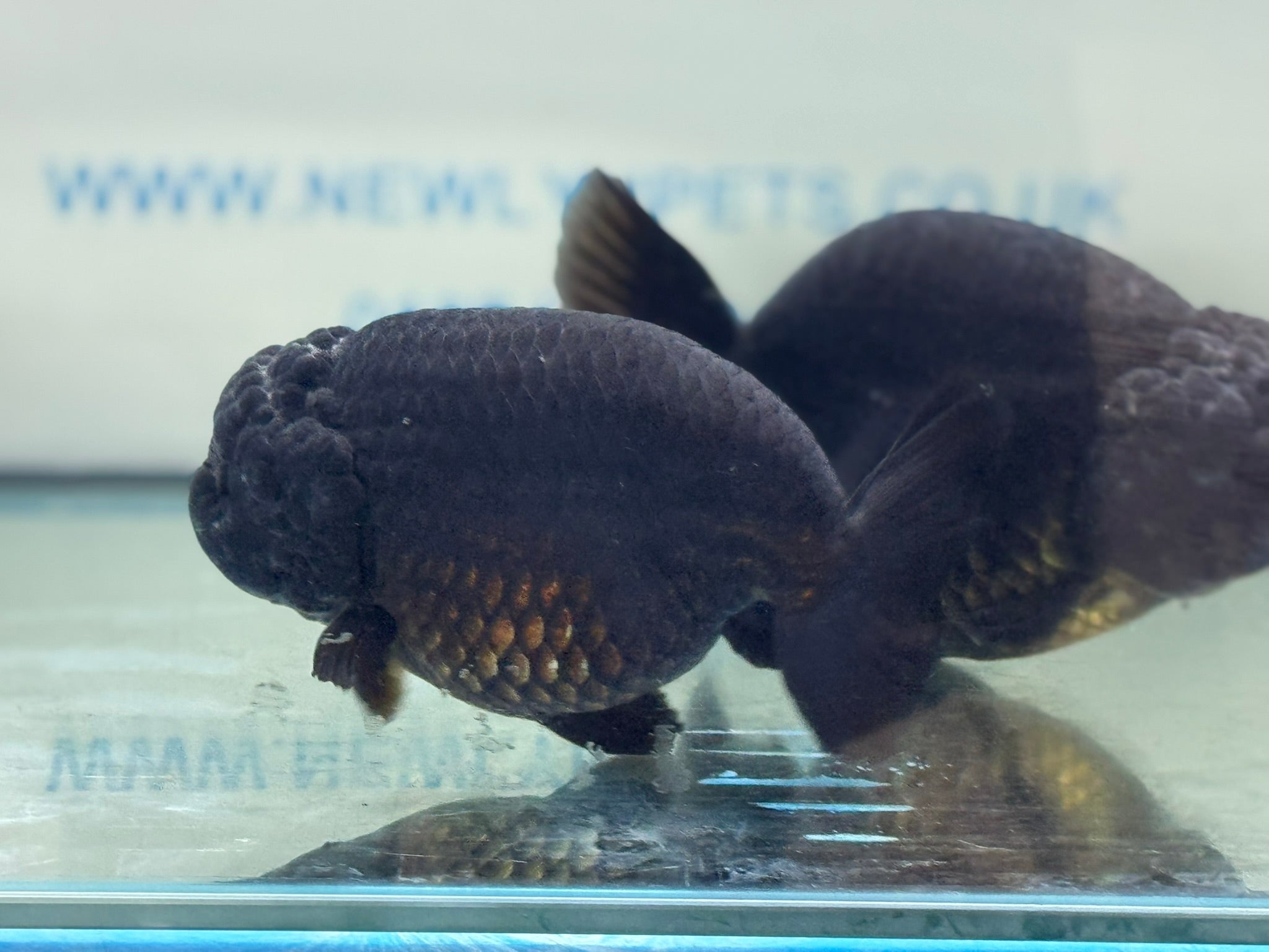 Black Ranchu 14 - 15cm Fancy Goldfish - Newlyn - pets - Newlyn - pets - 