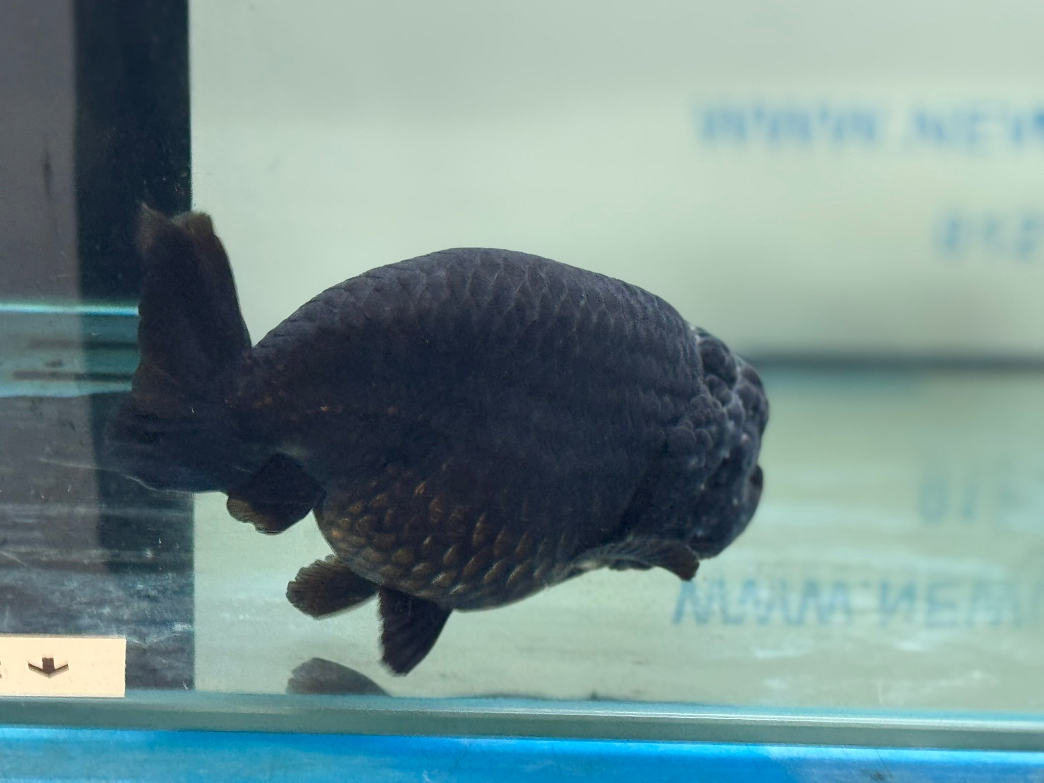 Black Ranchu 14 - 15cm Fancy Goldfish - Newlyn - pets - Newlyn - pets - 