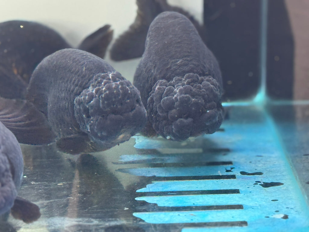 Black Ranchu 14 - 15cm Fancy Goldfish - Newlyn - pets - Newlyn - pets - 