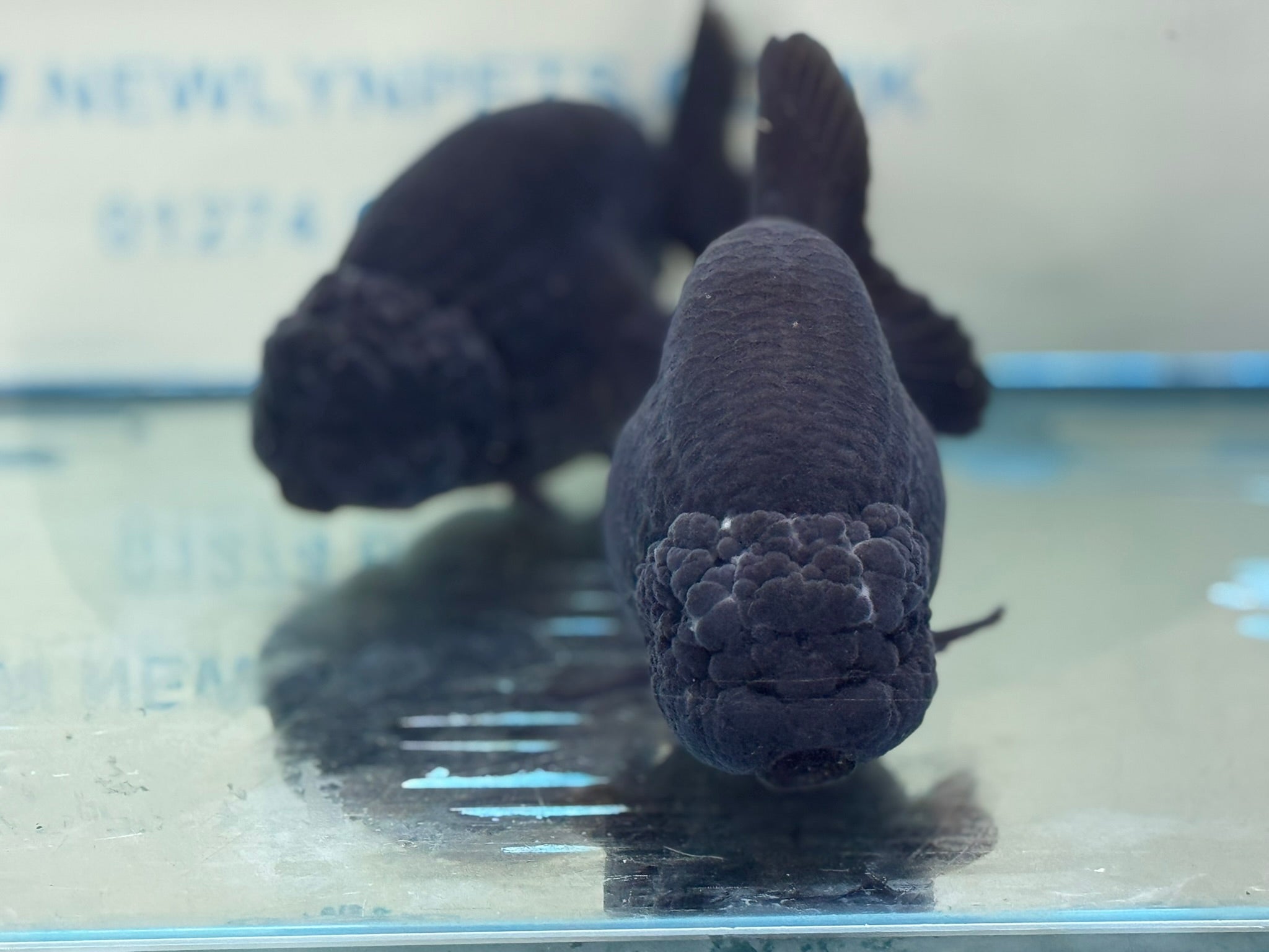 Black Ranchu 14 - 15cm Fancy Goldfish - Newlyn - pets - Newlyn - pets - 