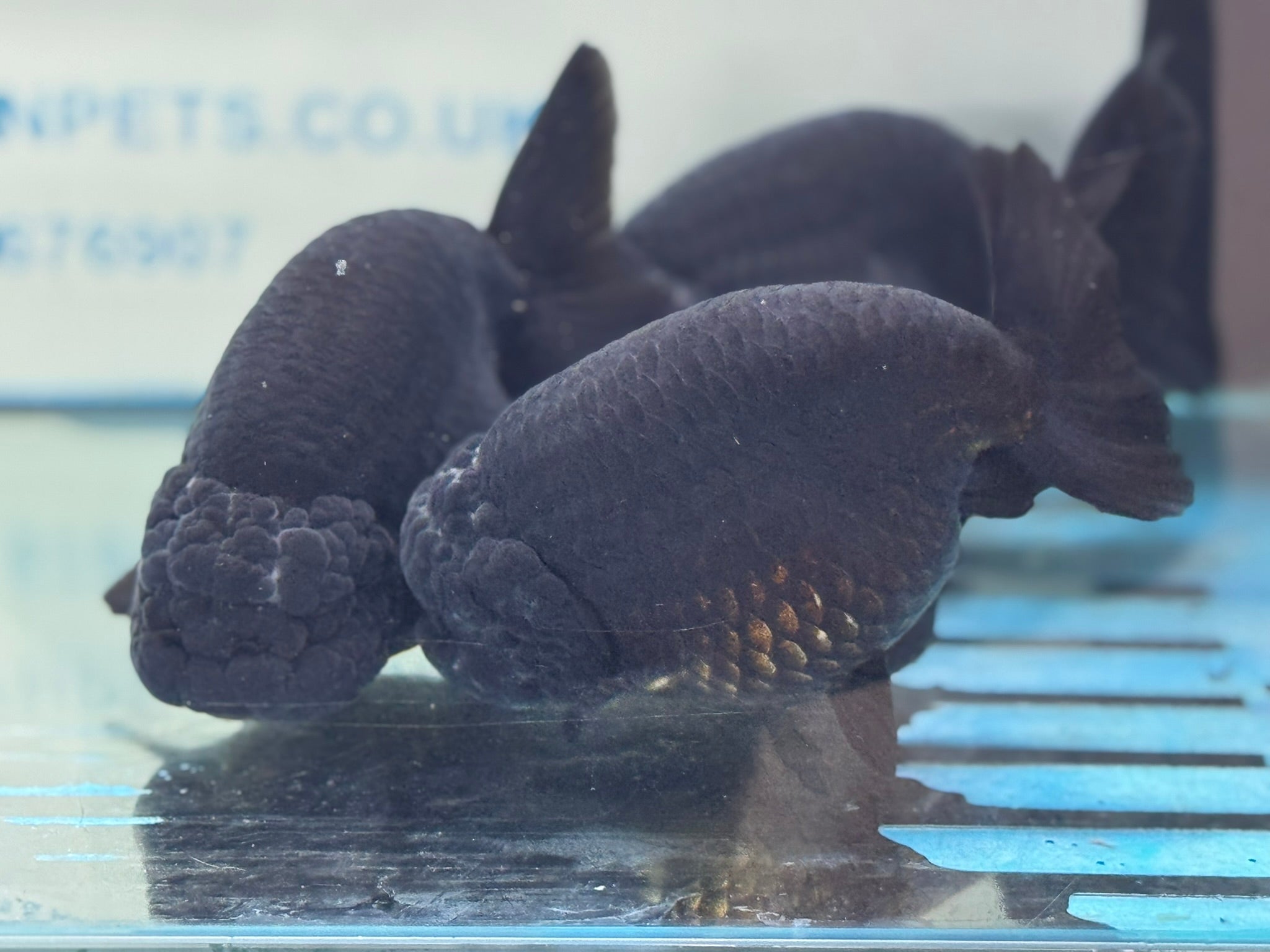Black Ranchu 14-15cm Fancy Goldfish - Newlyn-pets - Newlyn-pets - £250.00