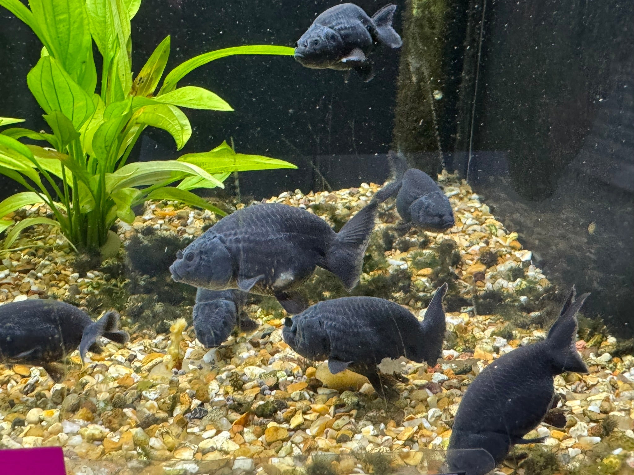 Black Ranchu 5 - 6cm Fancy Goldfish (BF 12C) - Newlyn - pets - Newlyn - pets - 