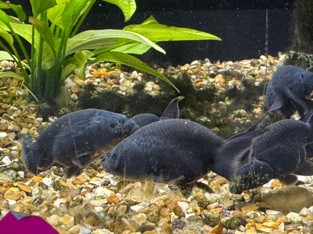 Black Ranchu 5 - 6cm Fancy Goldfish (BF 12C) - Newlyn - pets - Newlyn - pets - 