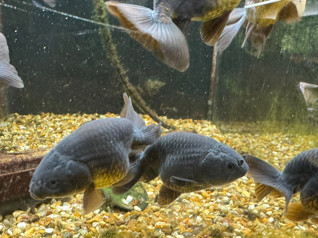 Black Ranchu 6 - 7cm Fancy Goldfish - Newlyn - pets - Newlyn - pets - 