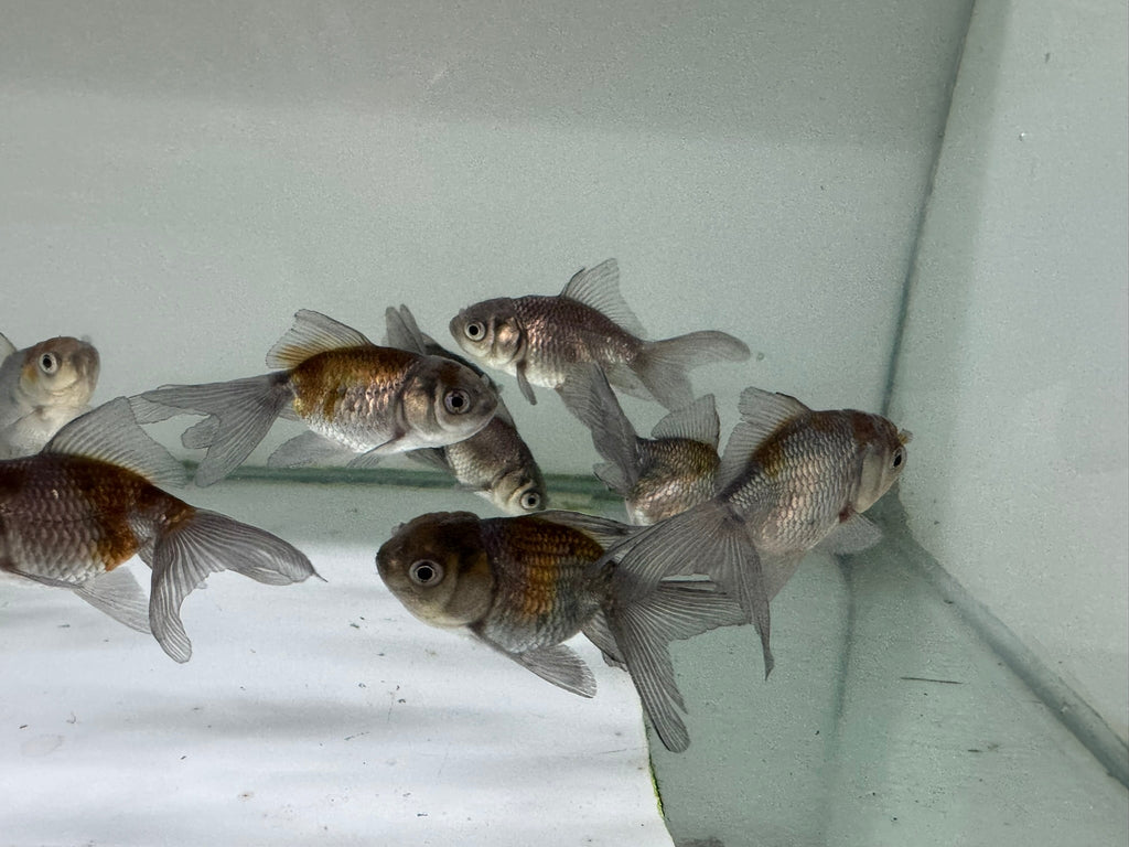 Blue Oranda Fancy Goldfish 5 - 6cm (Picked at Random) - Newlyn - pets - Newlyn - pets - 