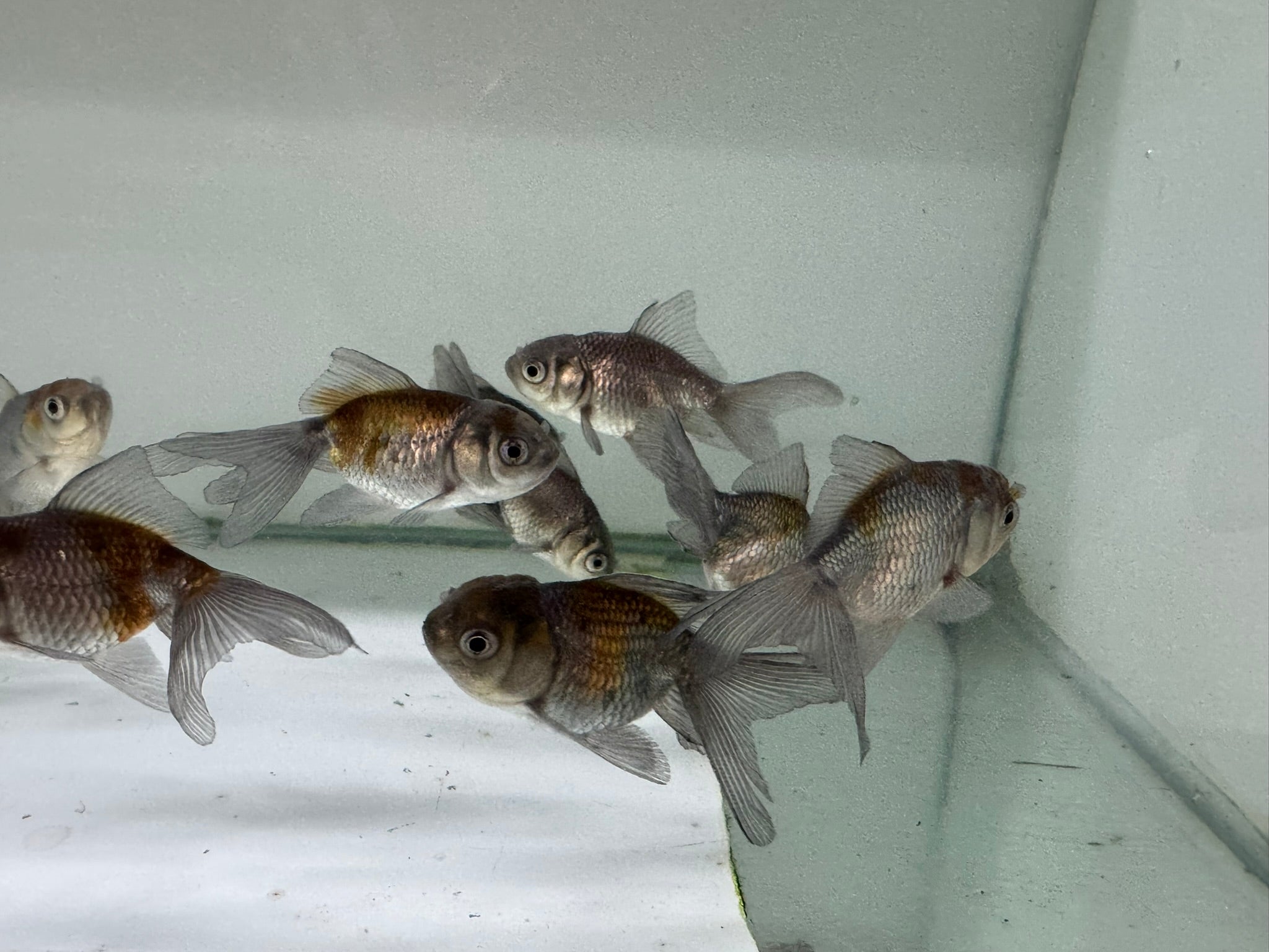 Blue Oranda Fancy Goldfish 5 - 6cm (Picked at Random) - Newlyn - pets - Newlyn - pets - 