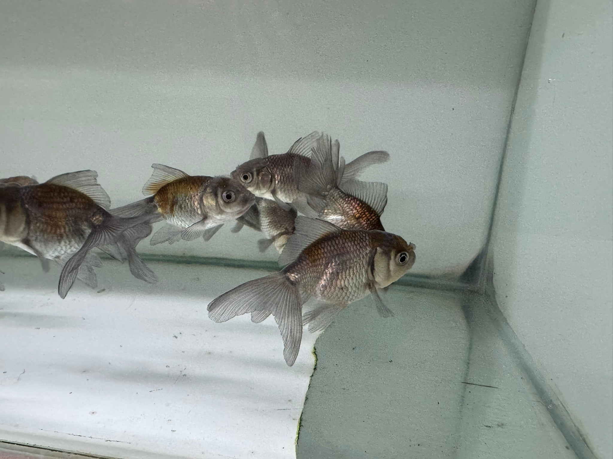 Blue Oranda Fancy Goldfish 5 - 6cm (Picked at Random) - Newlyn - pets - Newlyn - pets - 