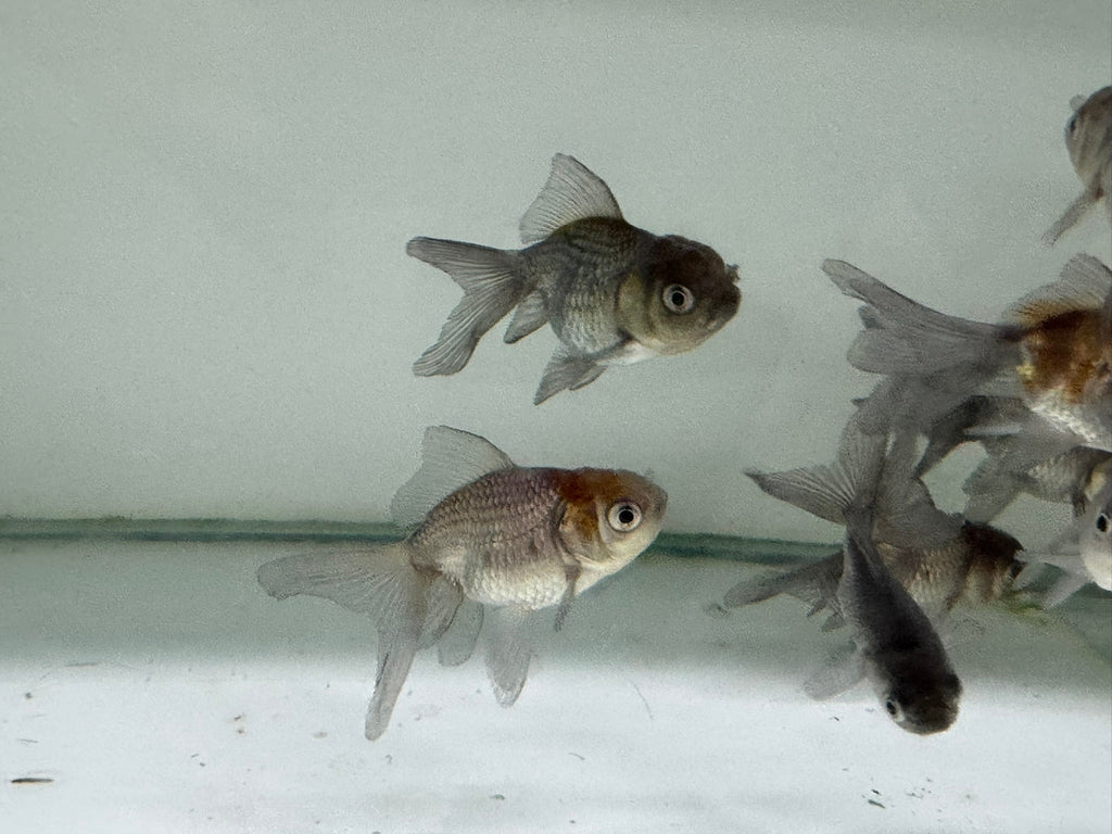 Blue Oranda Fancy Goldfish 5 - 6cm (Picked at Random) - Newlyn - pets - Newlyn - pets - 