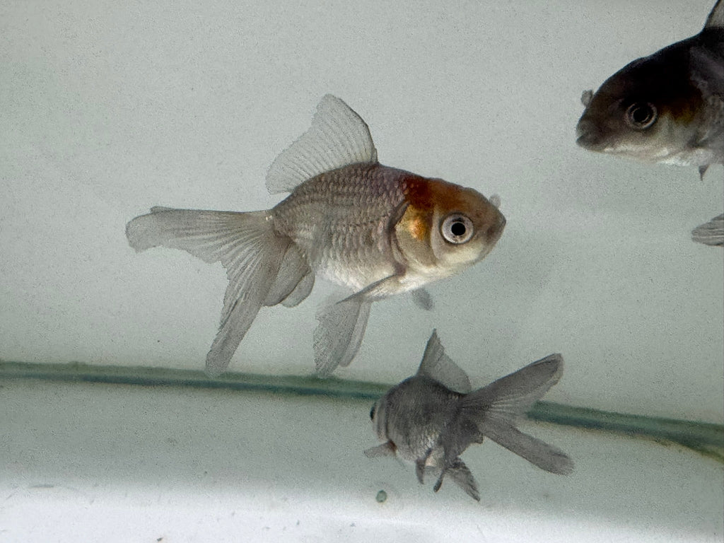 Blue Oranda Fancy Goldfish 5 - 6cm (Picked at Random) - Newlyn - pets - Newlyn - pets - 