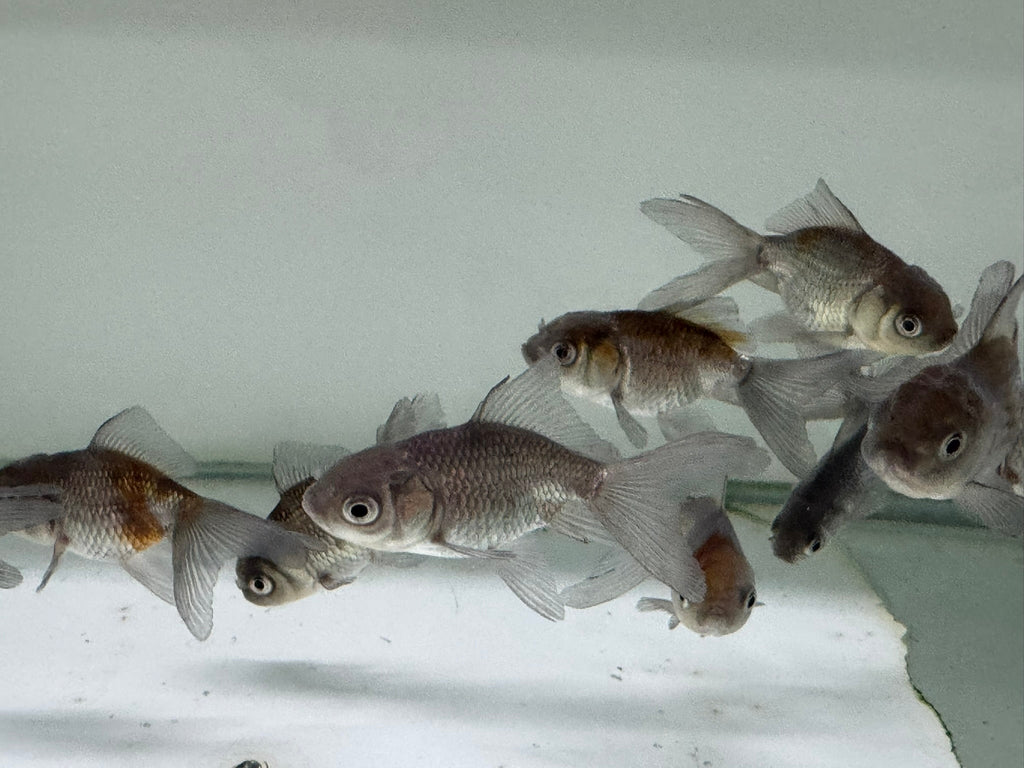 Blue Oranda Fancy Goldfish 5 - 6cm (Picked at Random) - Newlyn - pets - Newlyn - pets - 