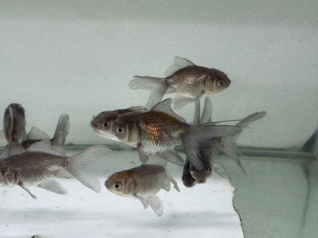 Blue Oranda Fancy Goldfish 5 - 6cm (Picked at Random) - Newlyn - pets - Newlyn - pets - 