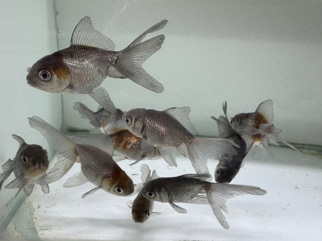 Blue Oranda Fancy Goldfish 5 - 6cm (Picked at Random) - Newlyn - pets - Newlyn - pets - 