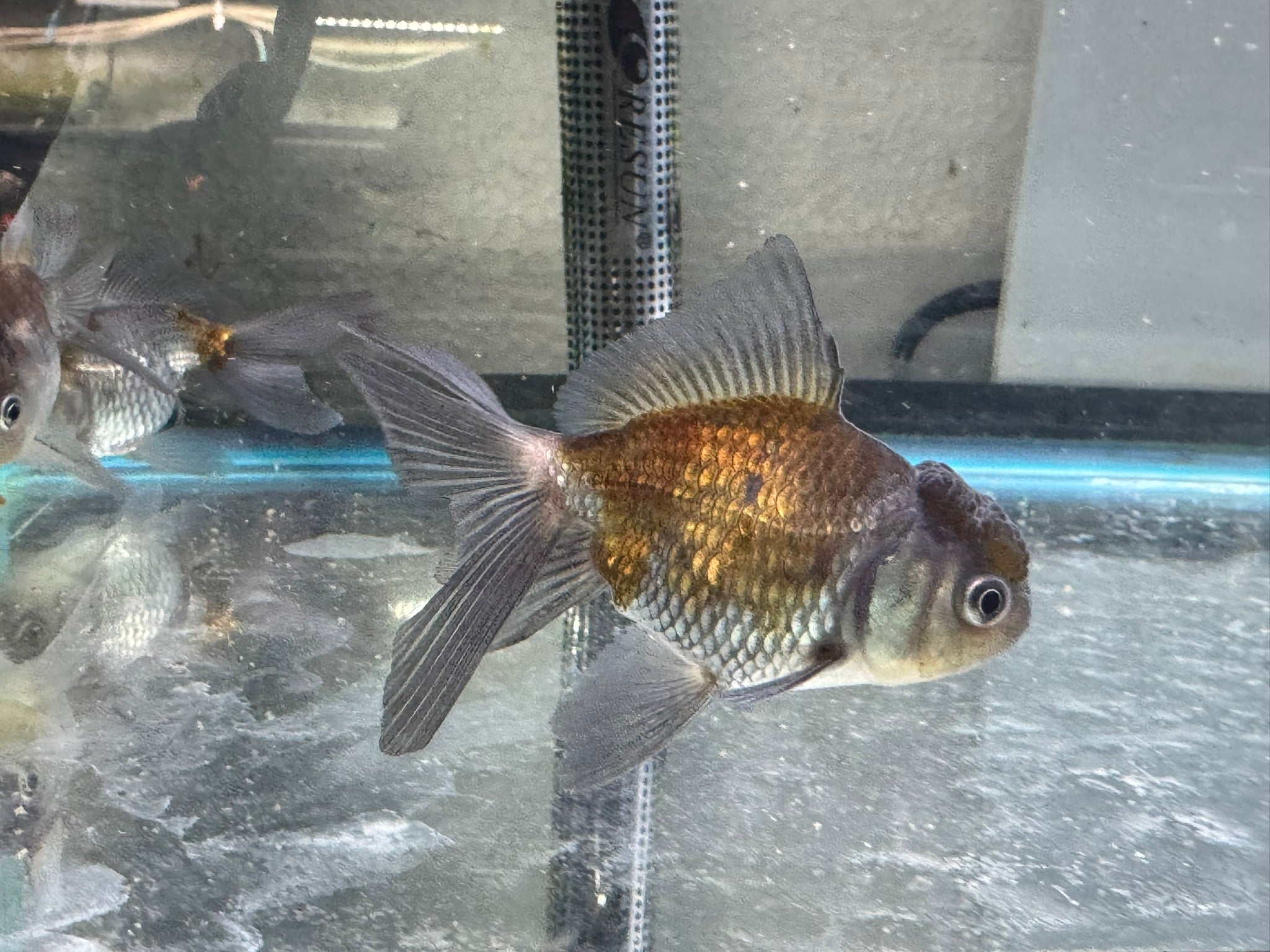 Blue Oranda Fancy Goldfish 6 - 8cm (Picked at Random) (BF9C) - Newlyn - pets - Newlyn - pets - 