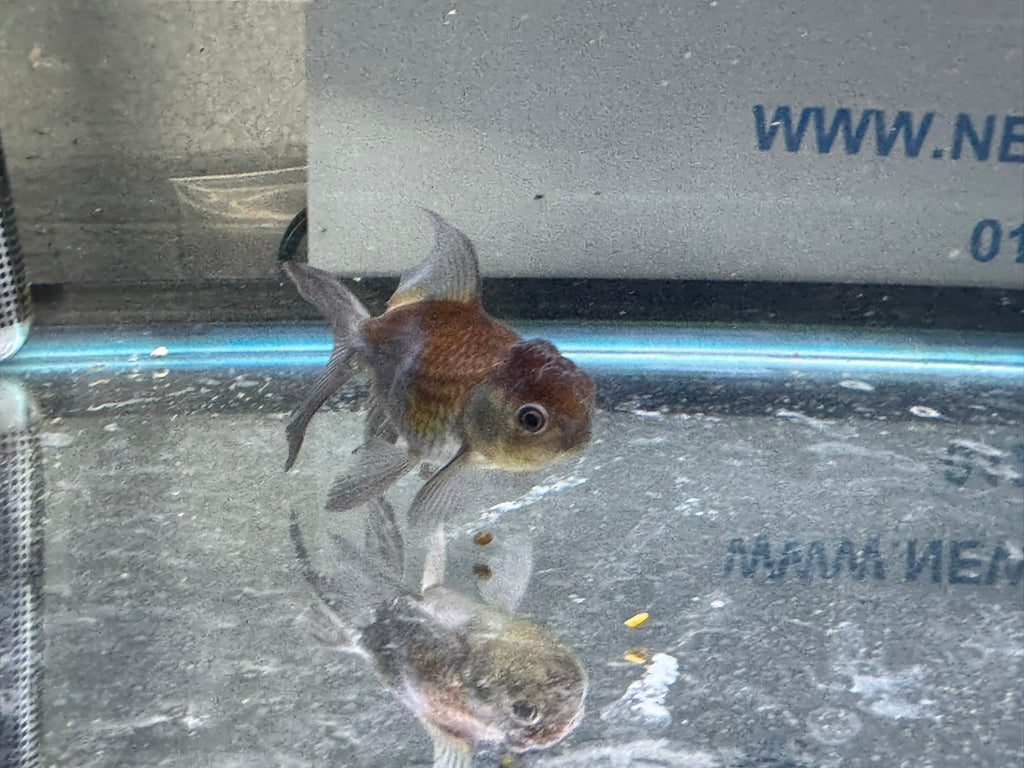 Blue Oranda Fancy Goldfish 6 - 8cm (Picked at Random) (BF9C) - Newlyn - pets - Newlyn - pets - 