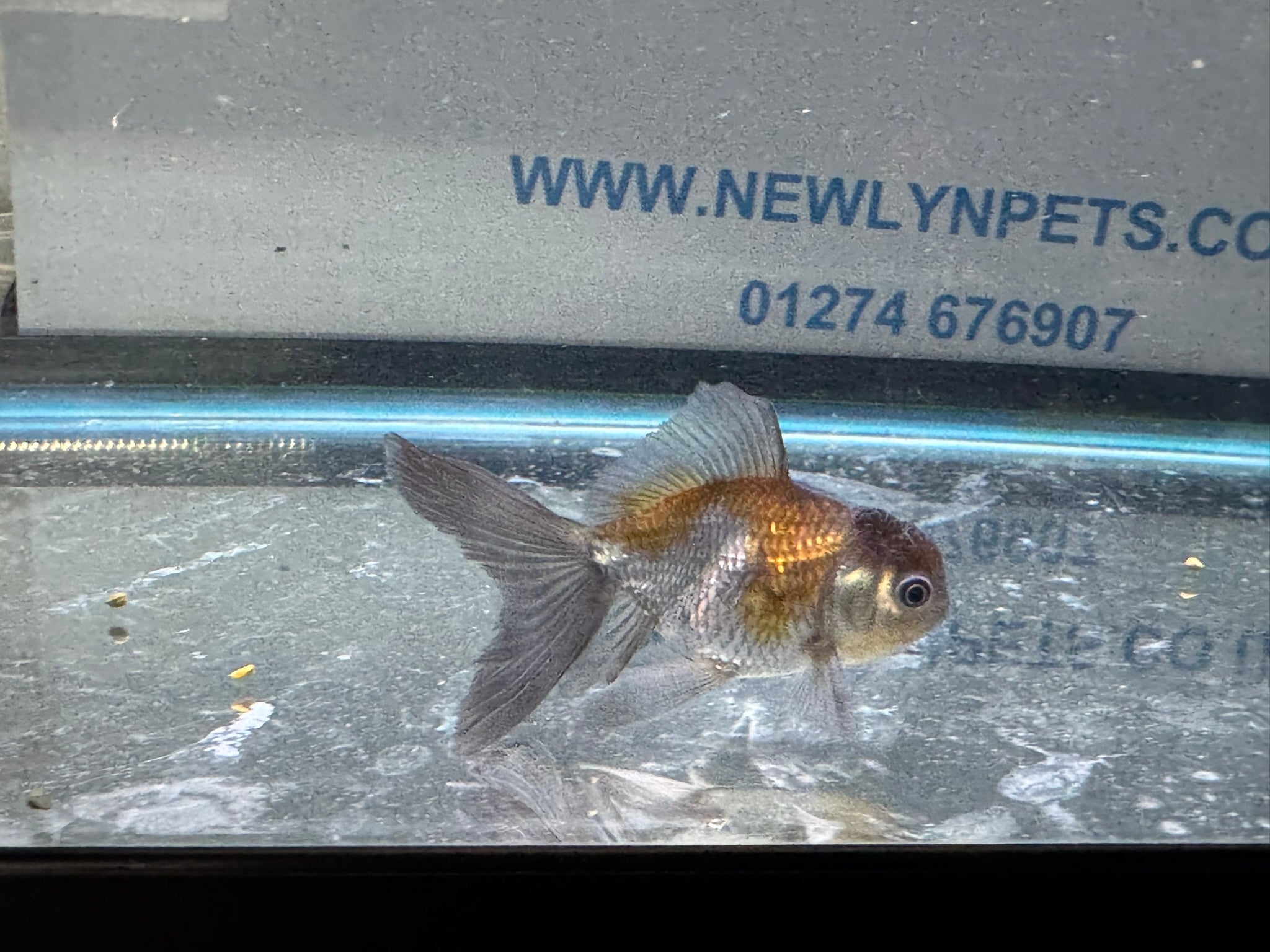 Blue Oranda Fancy Goldfish 6 - 8cm (Picked at Random) (BF9C) - Newlyn - pets - Newlyn - pets - 