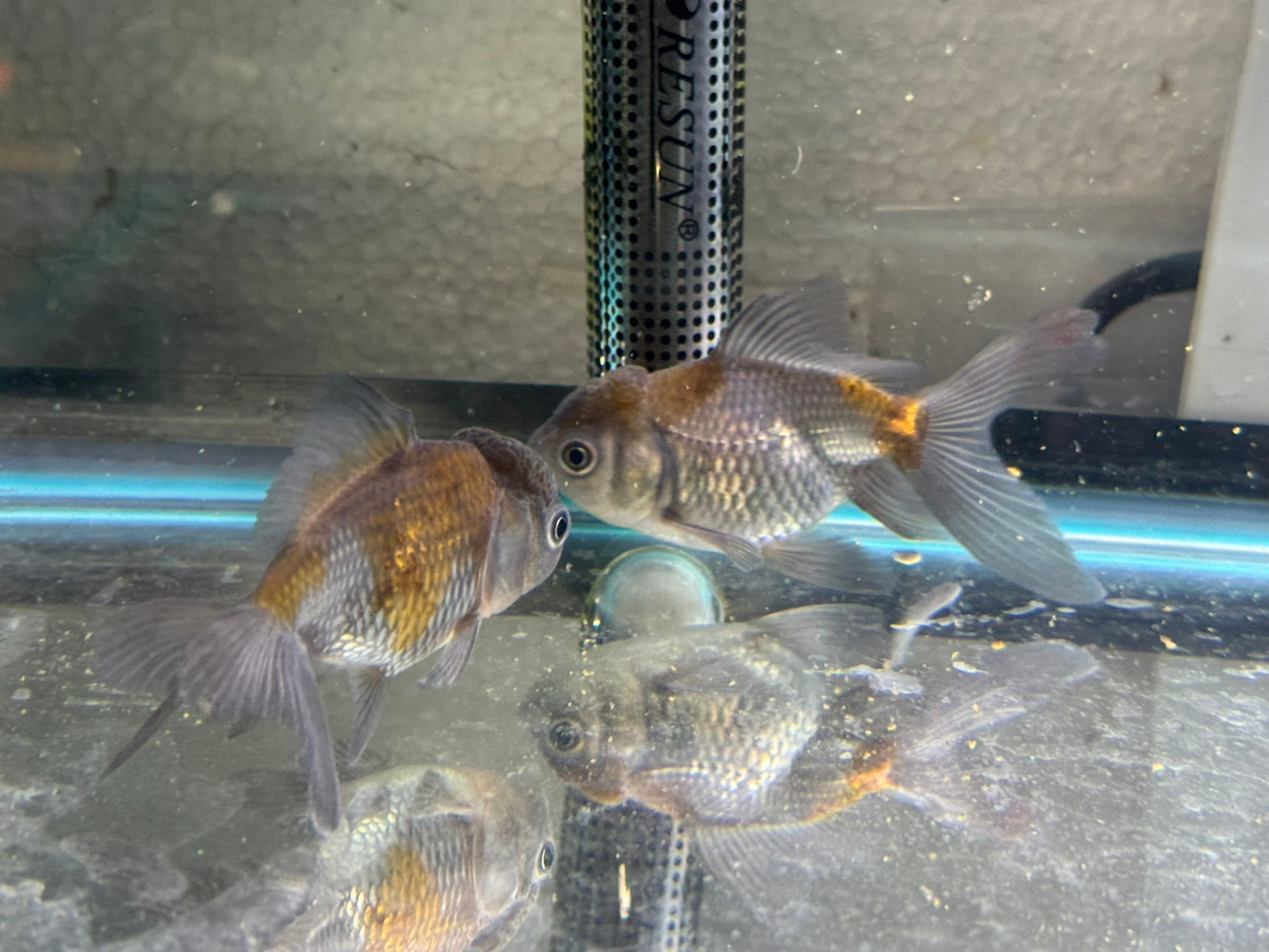 Blue Oranda Fancy Goldfish 6 - 8cm (Picked at Random) (BF9C) - Newlyn - pets - Newlyn - pets - 