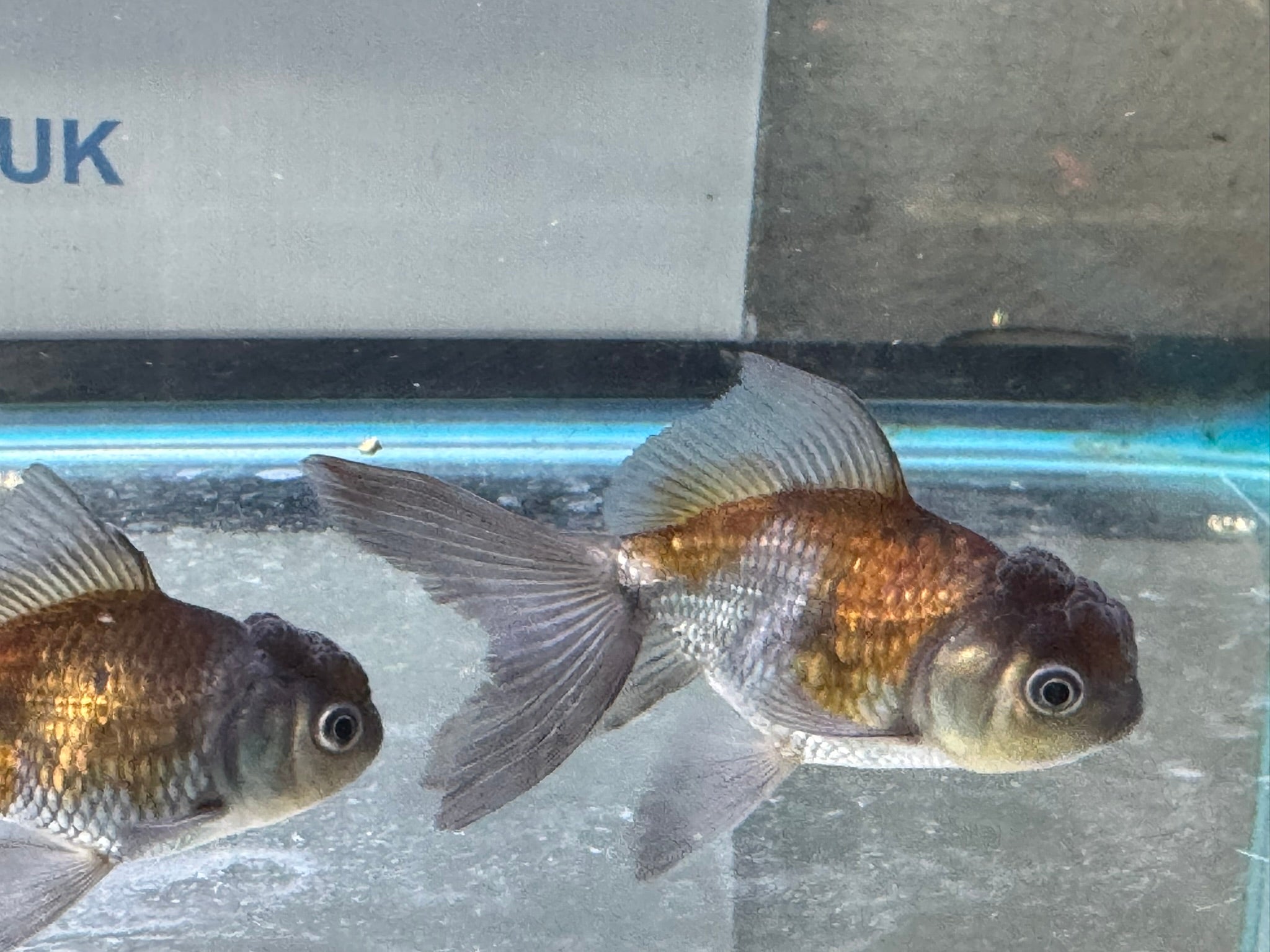 Blue Oranda Fancy Goldfish 6 - 8cm (Picked at Random) (BF9C) - Newlyn - pets - Newlyn - pets - 