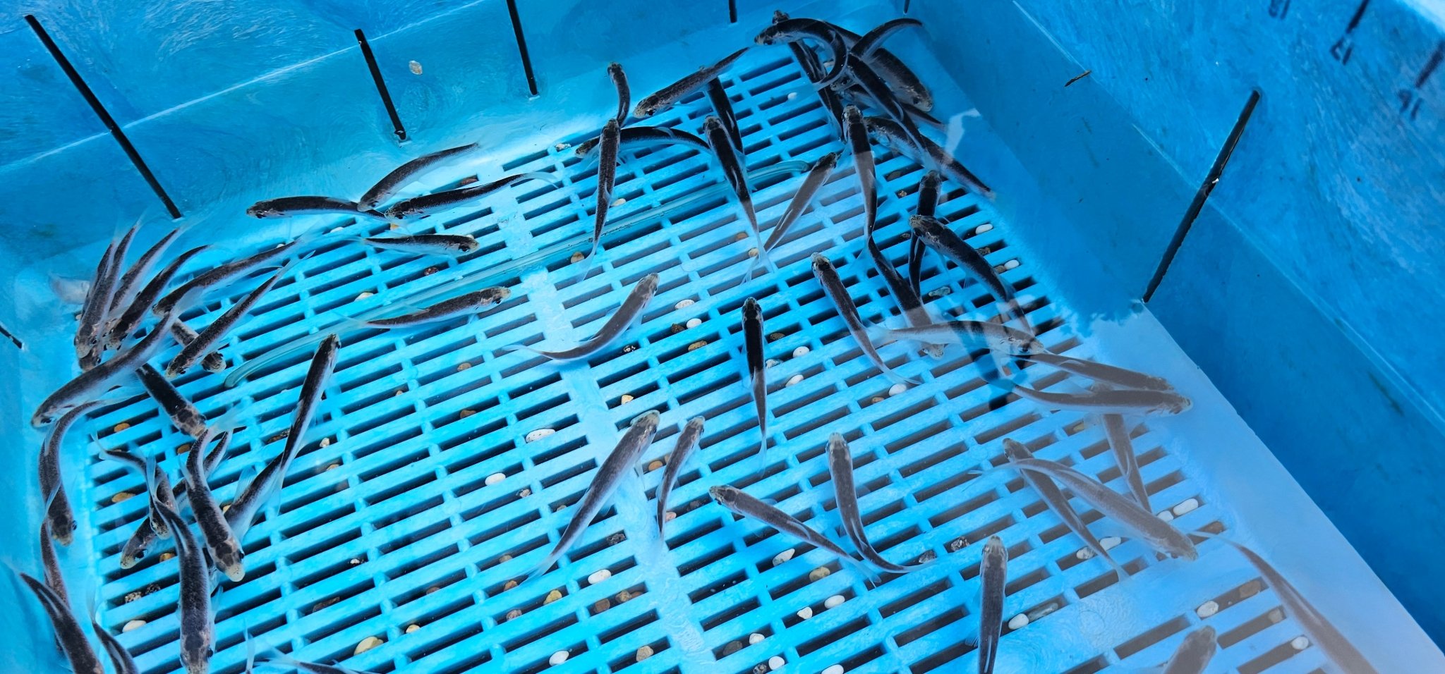 Blue Orfe 3 - 4" Live Fish - Newlyn - pets - Newlyn - pets - 