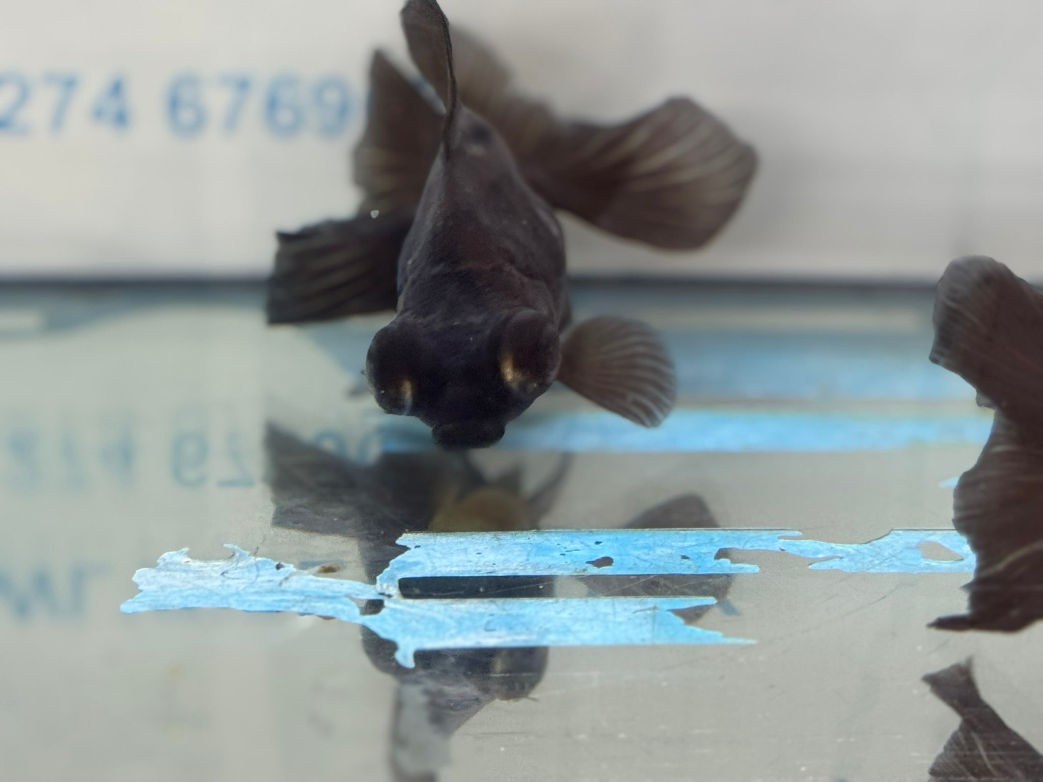 Broadtail Moor 12cm Chinese Fancy Goldfish - Newlyn - pets - Newlyn - pets - 