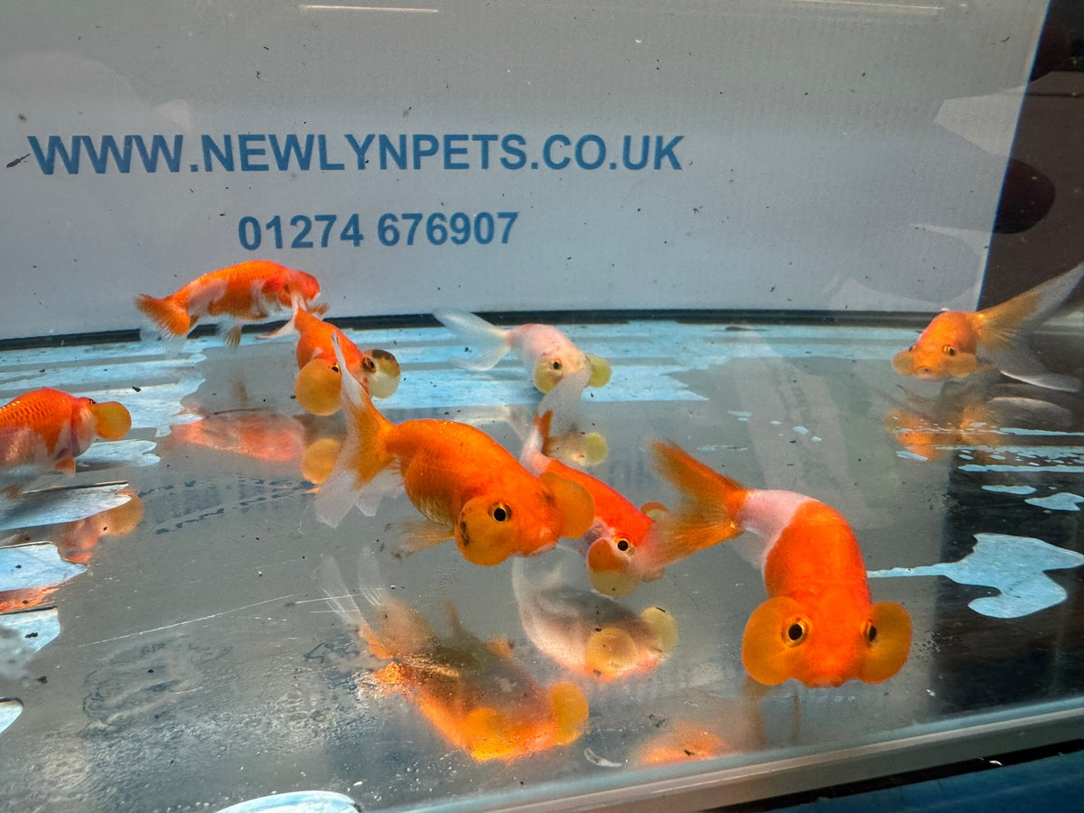 Bubble Eye 6-7cm Chinese Fancy Goldfish - Newlyn-pets - Newlyn-pets - 