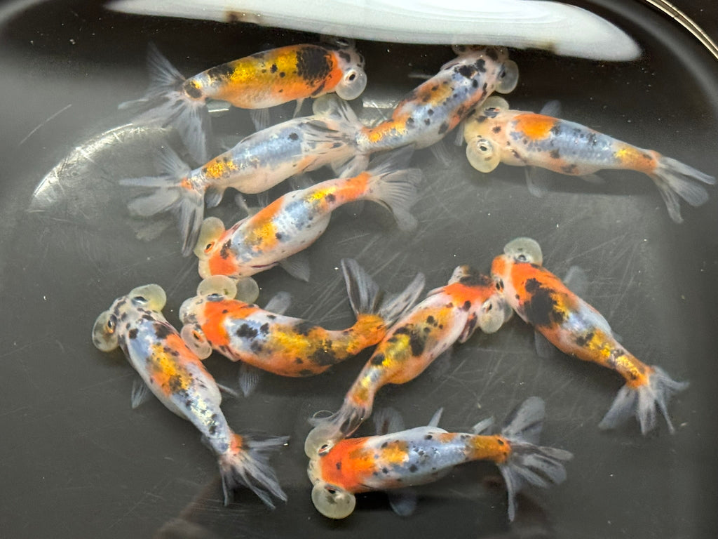 Bubble Eye Calico 7 - 8cm Fancy Goldfish - Newlyn - pets - Newlyn - pets - 