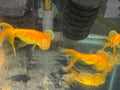 Bubble Eye Red 7 - 8cm Fancy Goldfish - Newlyn - pets - Newlyn - pets - 