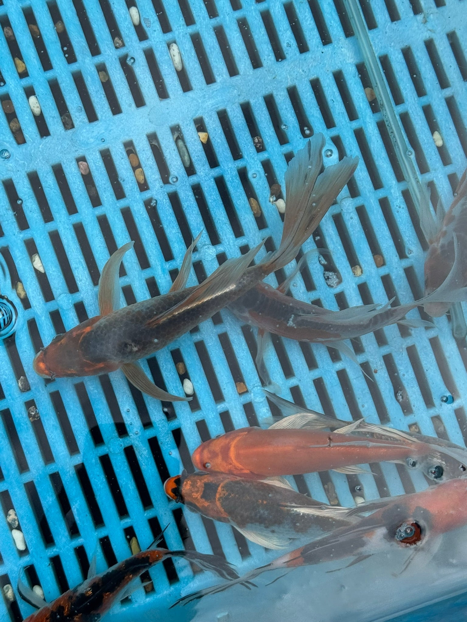 Butterfly Koi 4 - 5" - Newlyn - pets - Newlyn - pets - 