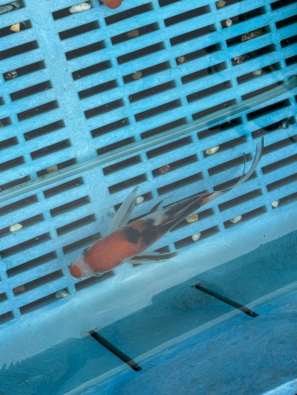 Butterfly Koi 4 - 5" - Newlyn - pets - Newlyn - pets - 