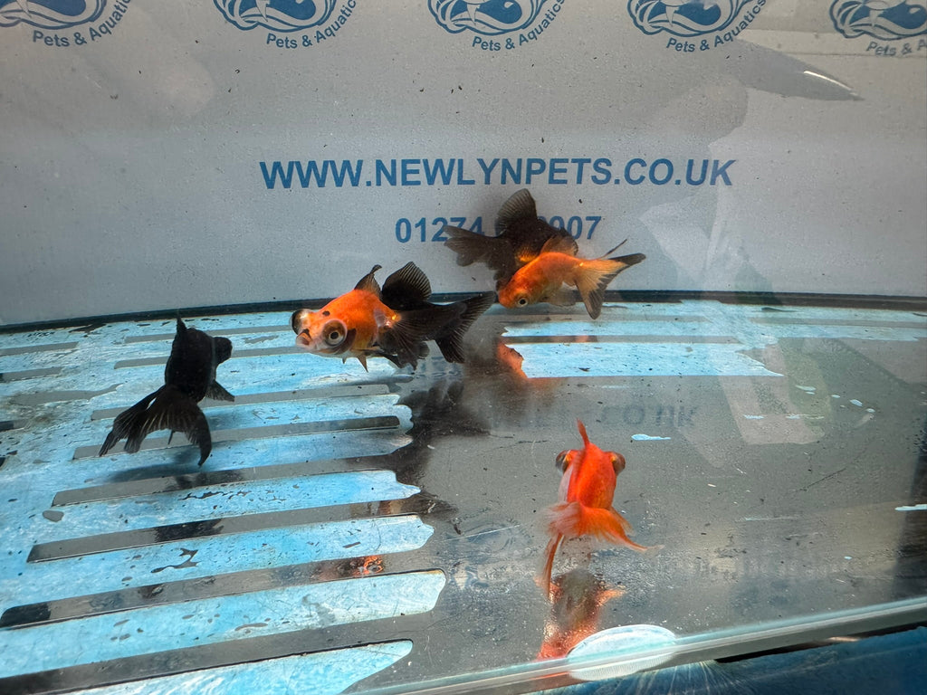 Butterfly Moor 6-7cm Chinese Fancy Goldfish Assorted colours (BF5B) - Newlyn-pets - Newlyn-pets - 