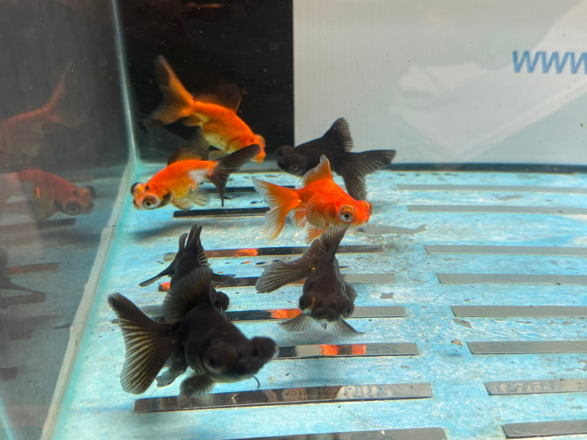 Butterfly Moor 6-7cm Chinese Fancy Goldfish Assorted colours (BF5B) - Newlyn-pets - Newlyn-pets - 