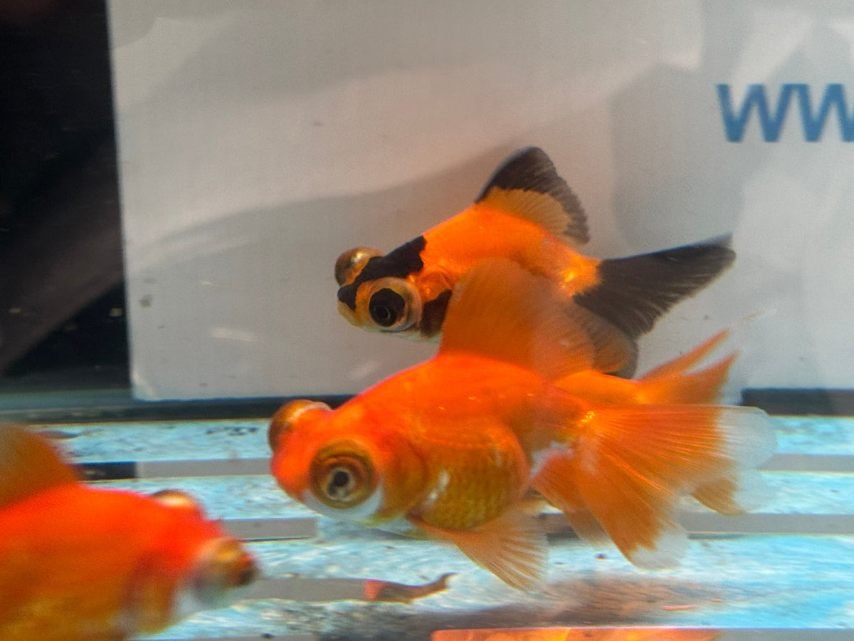 Butterfly Moor 7-8cm Chinese Fancy Goldfish Assorted colours (BF5B) - Newlyn-pets - Newlyn-pets - 