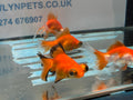 Butterfly Moor 7-8cm Chinese Fancy Goldfish Assorted colours (BF5B) - Newlyn-pets - Newlyn-pets - 