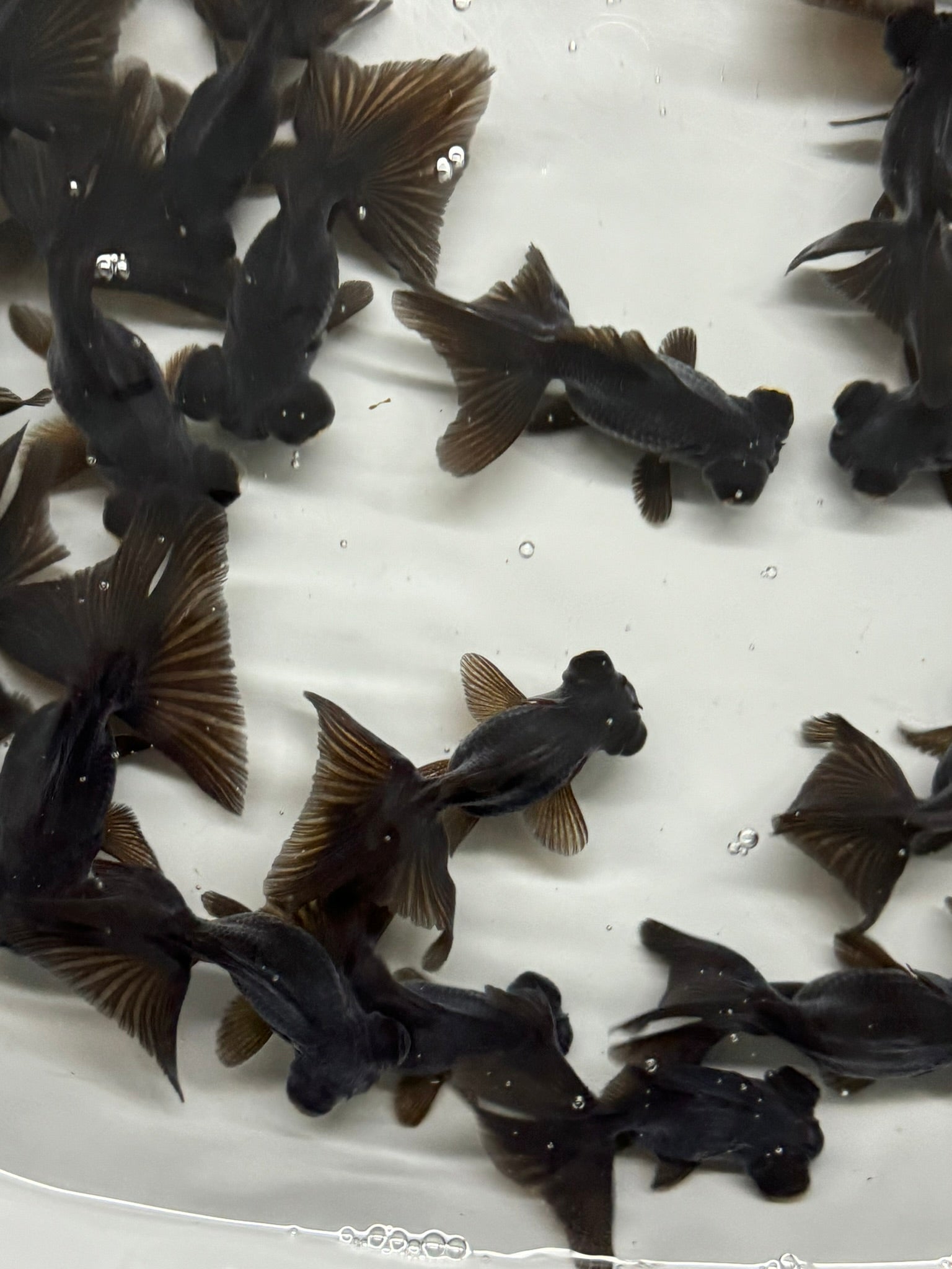 Butterfly Moor Black 6 - 7cm Chinese Fancy Goldfish (BF10C) - Newlyn - pets - Newlyn - pets - 