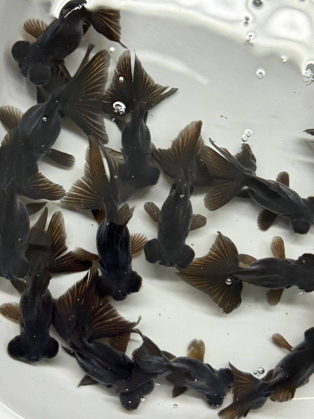 Butterfly Moor Black 6 - 7cm Chinese Fancy Goldfish (BF10C) - Newlyn - pets - Newlyn - pets - 