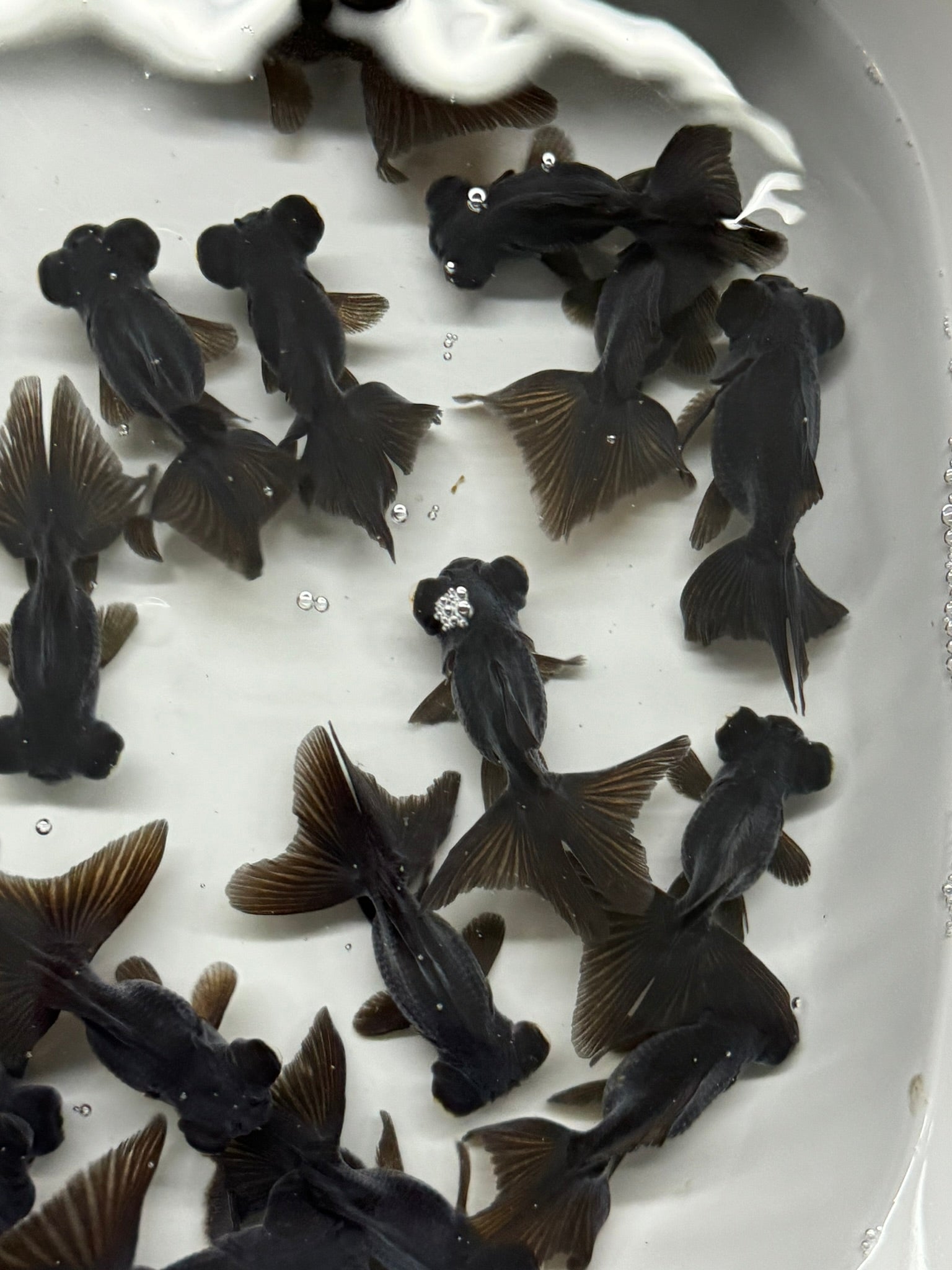 Butterfly Moor Black 6 - 7cm Chinese Fancy Goldfish (BF10C) - Newlyn - pets - Newlyn - pets - 