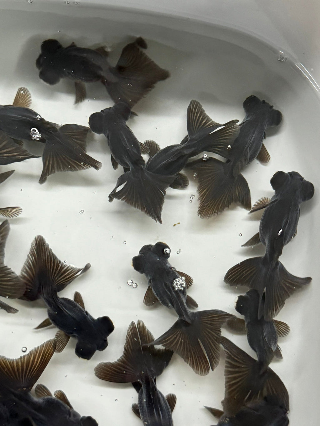 Butterfly Moor Black 6 - 7cm Chinese Fancy Goldfish (BF10C) - Newlyn - pets - Newlyn - pets - 