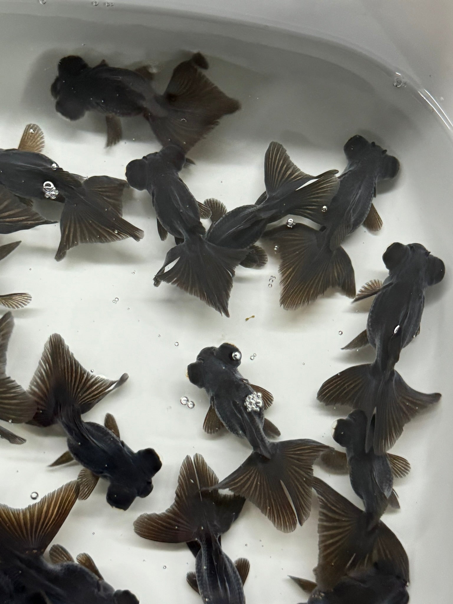 Butterfly Moor Black 6 - 7cm Chinese Fancy Goldfish (BF10C) - Newlyn - pets - Newlyn - pets - 