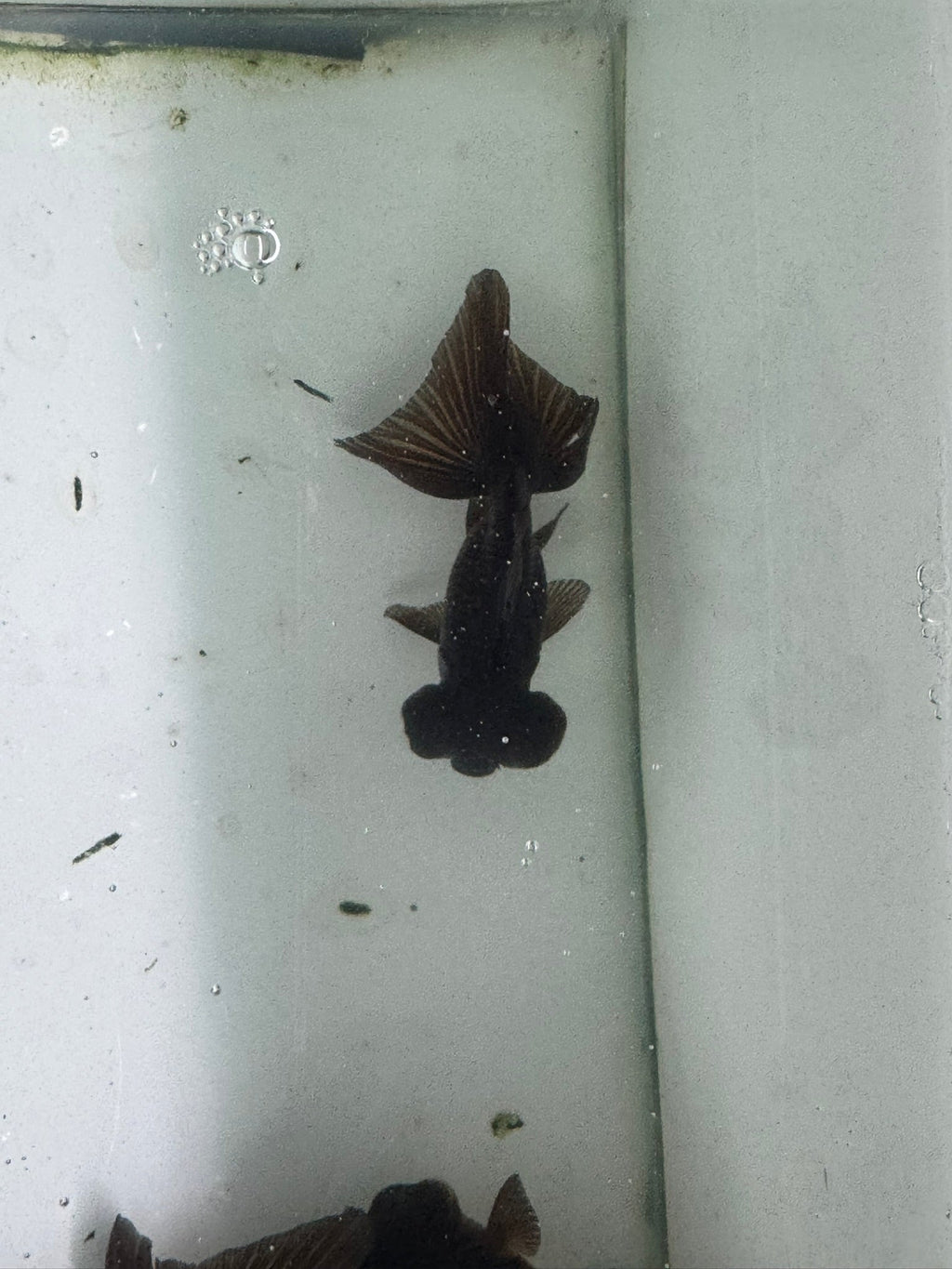 Butterfly Moor Black 8-9cm Chinese Fancy Goldfish - Newlyn-pets - Newlyn-pets - 